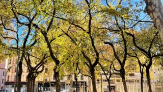 Place extérieure, herbe, arbres, feuilles d'automne